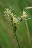 Eriophorum gracile