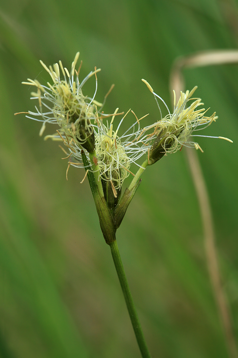 Изображение особи Eriophorum gracile.