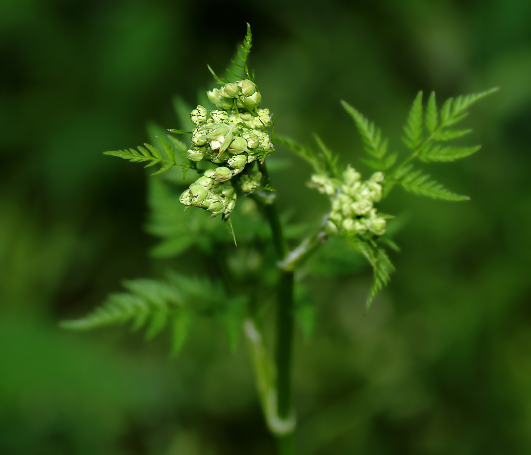 Изображение особи Anthriscus sylvestris.