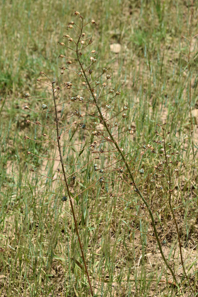 Изображение особи Eremurus soogdianus.