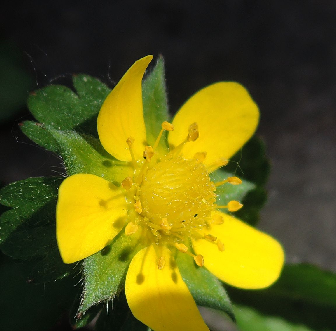 Изображение особи Duchesnea indica.