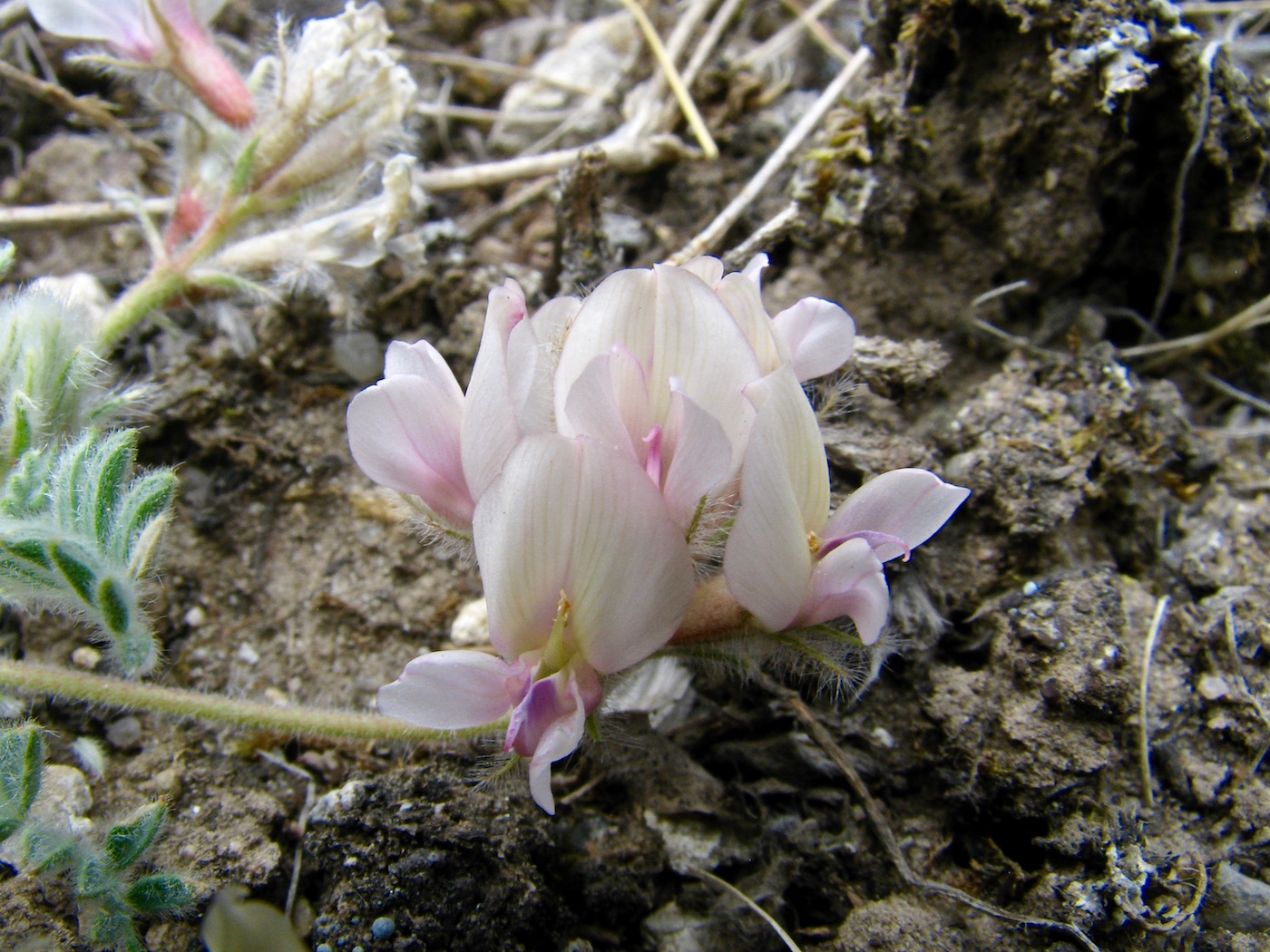 Image of Oxytropis alajica specimen.