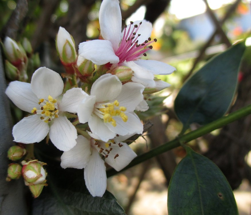 Изображение особи Rhaphiolepis indica.