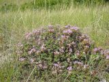 Thymus dubjanskyi. Цветущее растение. Ульяновская обл., Инзенский р-н, окр. с. Пятино, открытый склон с выходами мергелисто-меловых пород. 10 июля 2010 г.