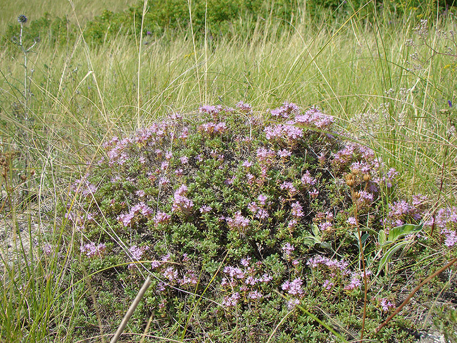 Изображение особи Thymus dubjanskyi.