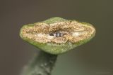 Glaucium corniculatum. Верхушка плода с сидящим на ней трипсом. Саратов, обочина дороги, на опоке. 08.07.2016.