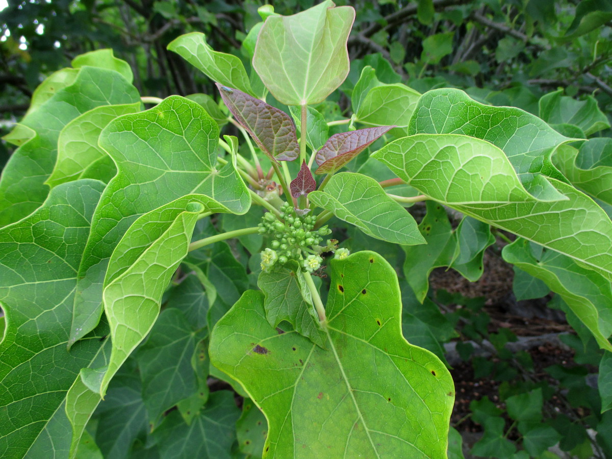 Изображение особи Jatropha curcas.