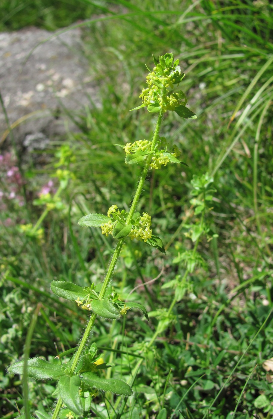 Изображение особи Cruciata laevipes.