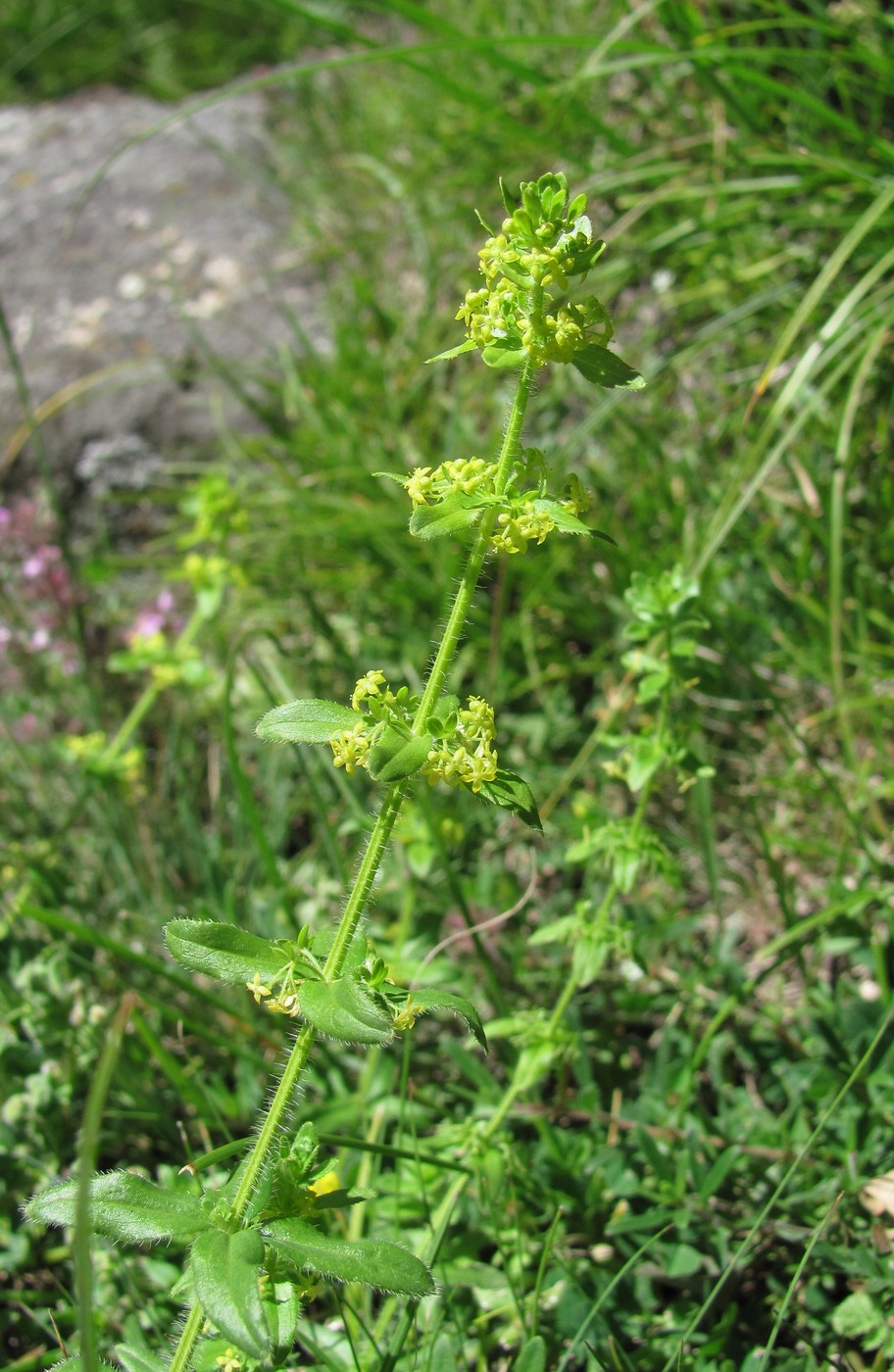 Image of Cruciata laevipes specimen.