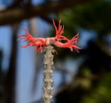 Erythrina abyssinica