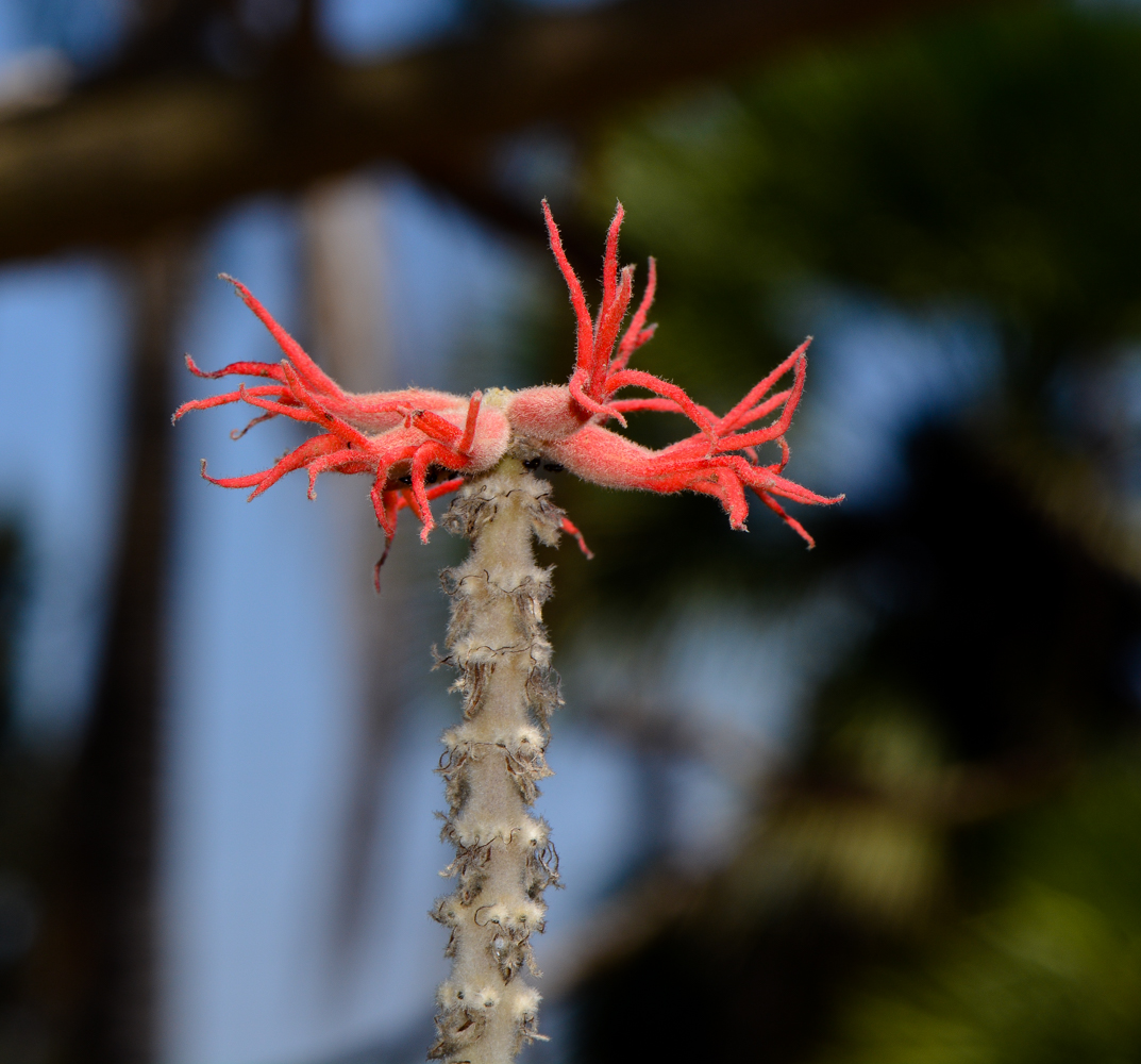 Image of Erythrina abyssinica specimen.