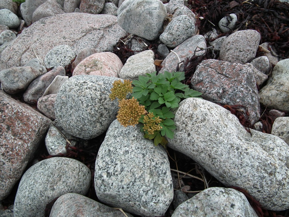 Image of Ligusticum scoticum specimen.