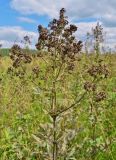 Thalictrum flavum. Верхушка плодоносящего растения. Кемеровская обл., г. Белово, пойма р. Малый Бачат, заливной разнотравный луг. 21.08.2016.