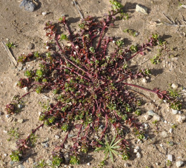 Image of Euphorbia helioscopioides specimen.
