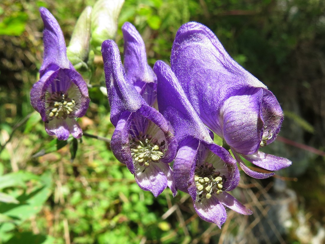 Image of Aconitum volubile specimen.