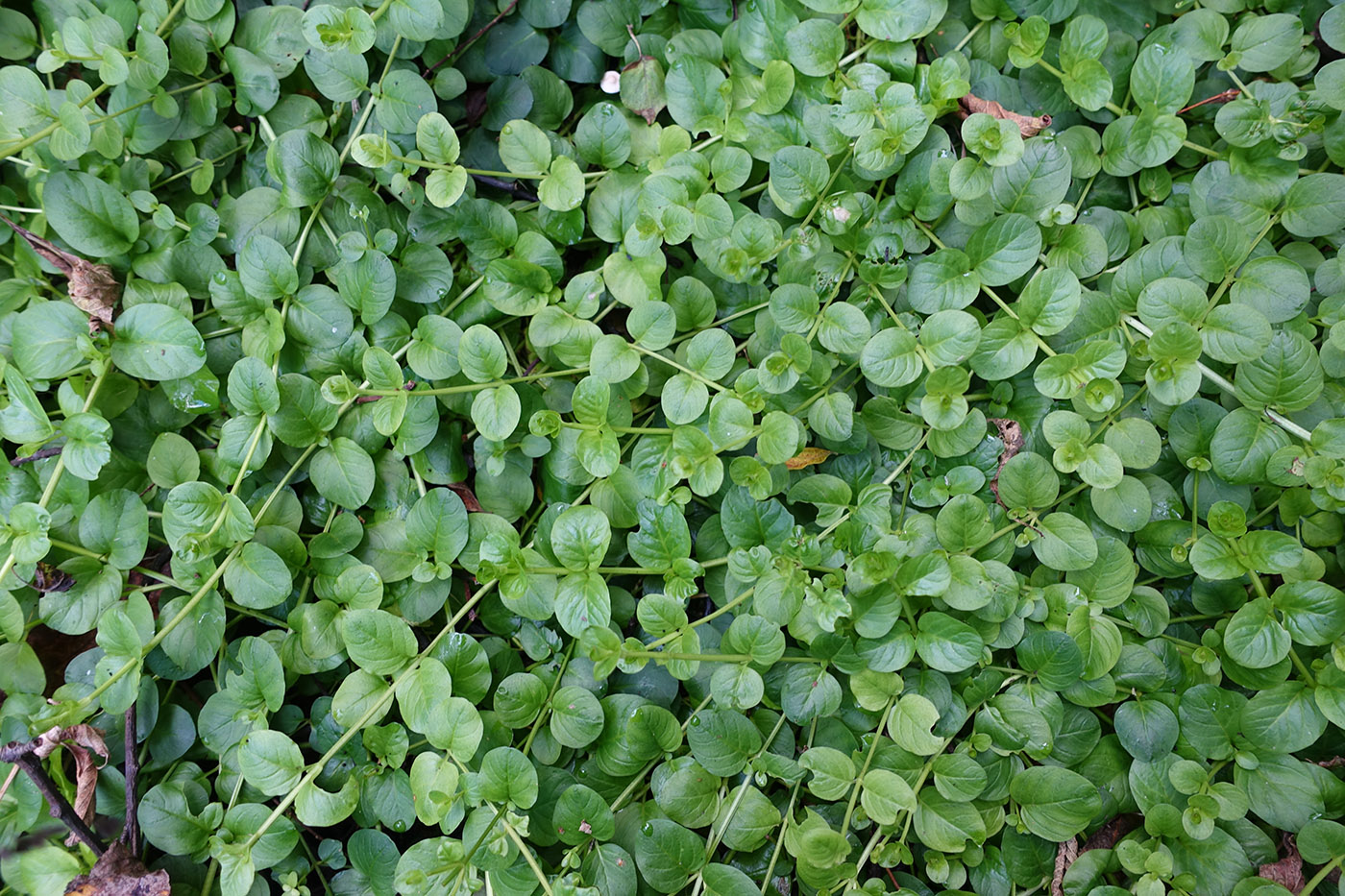 Image of Lysimachia nummularia specimen.