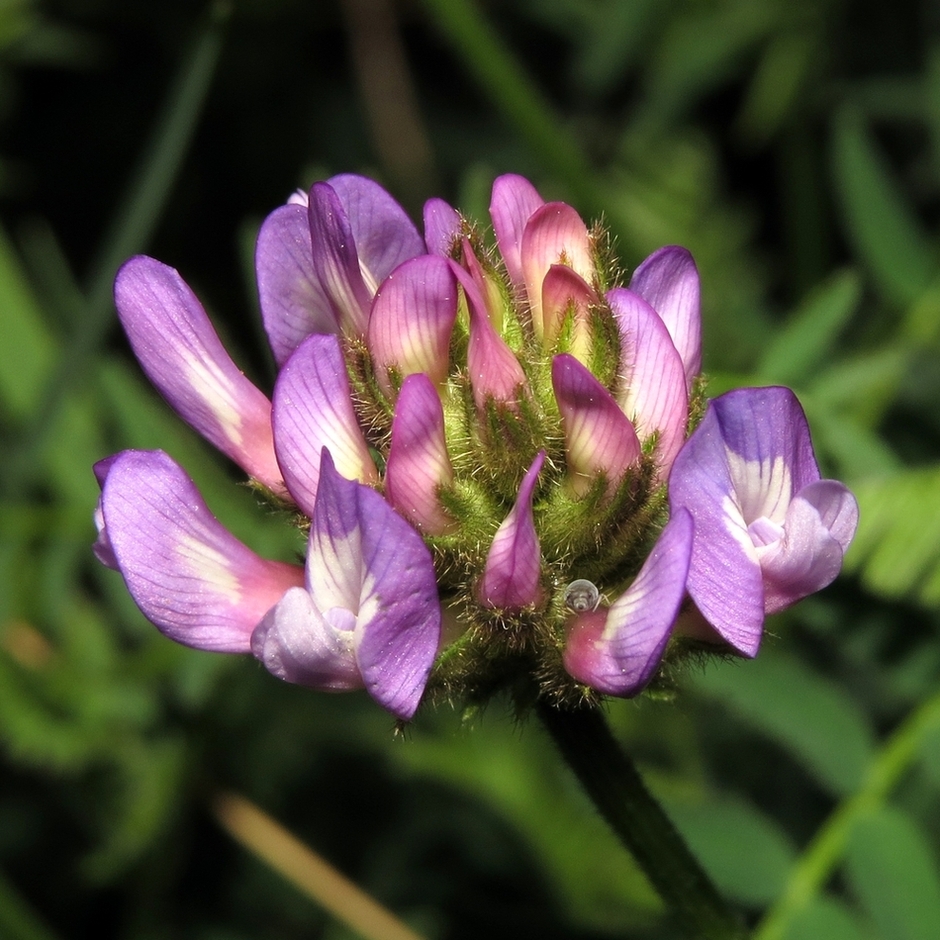 Изображение особи Astragalus danicus.