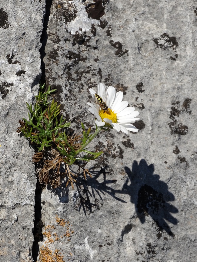 Image of Chrysanthemum maximowiczii specimen.