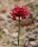 Centranthus ruber. Верхушка побега с соцветием. Крым, у Никитского ботсада, крутой щебнистый склон около пляжа. 04.10.2016.