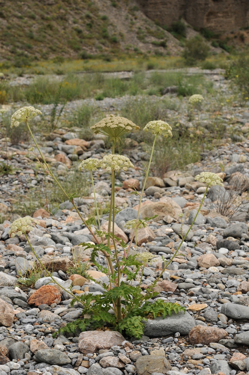 Image of Pilopleura tordyloides specimen.