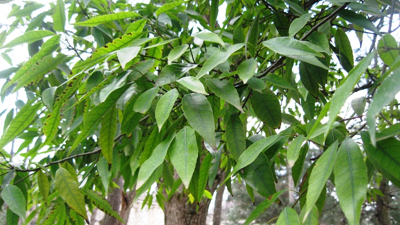 Image of Quercus myrsinaefolia specimen.
