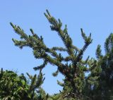 Pinus aristata