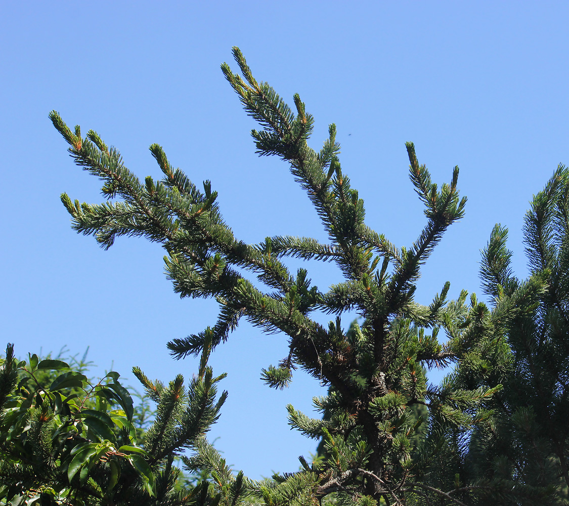 Изображение особи Pinus aristata.