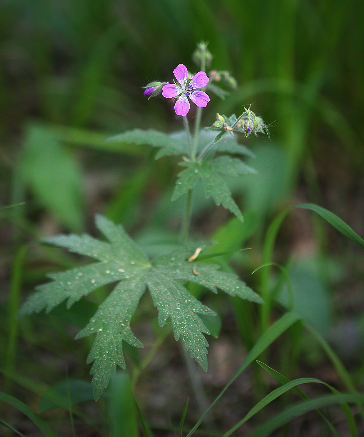 Image of Geranium sylvaticum specimen.