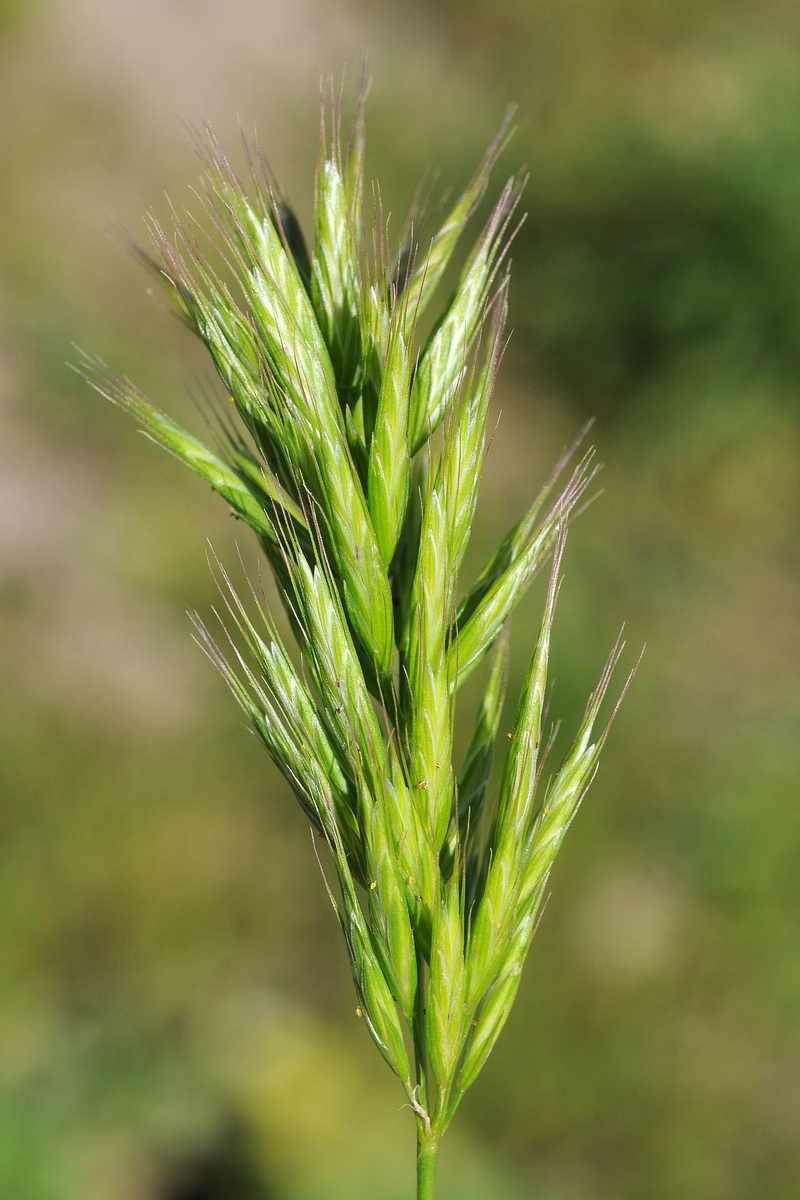 Image of Bromus scoparius specimen.