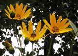 Helianthus tuberosus