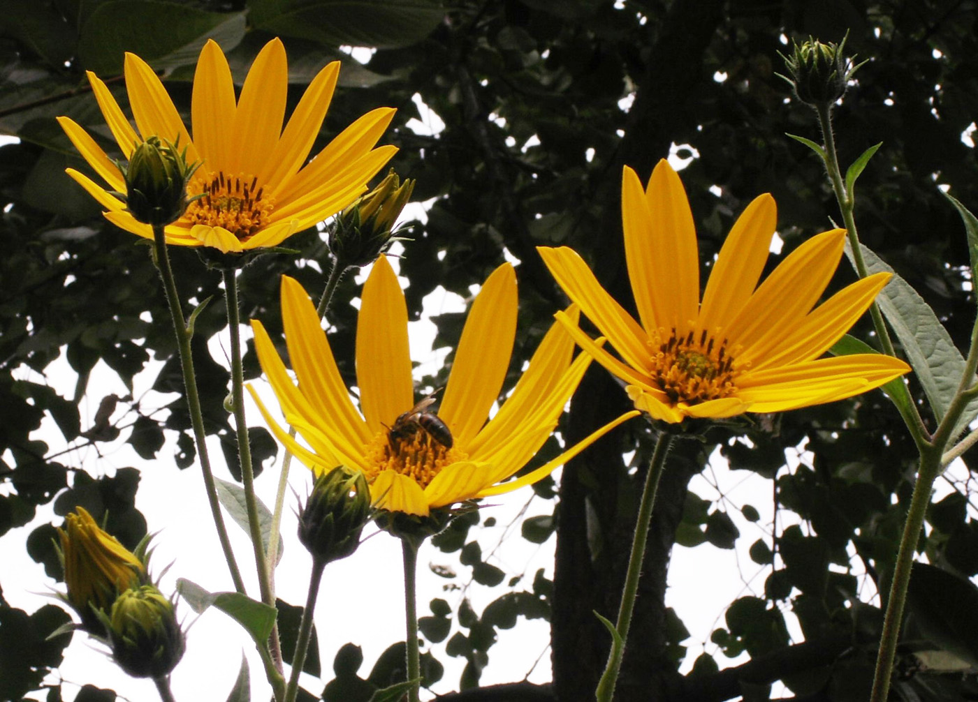 Изображение особи Helianthus tuberosus.