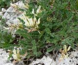 Astragalus demetrii