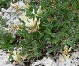 Astragalus demetrii. Цветущее растение. Адыгея, хр. Уна-Коз, на склоне горы, в расщелине скалы, выс. ≈ 1000 м н.у.м. 30.04.2016.