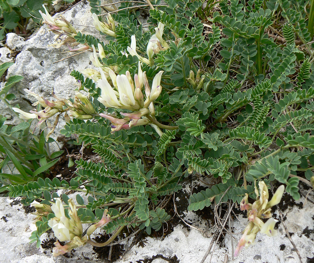 Изображение особи Astragalus demetrii.