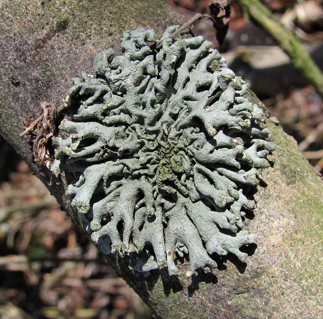 Image of Hypogymnia tubulosa specimen.