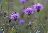 Serratula manshurica