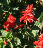 Salvia splendens