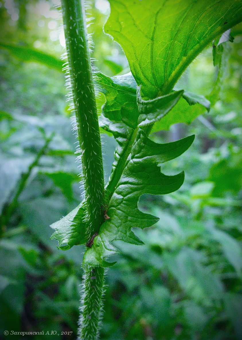 Изображение особи Crepis sibirica.