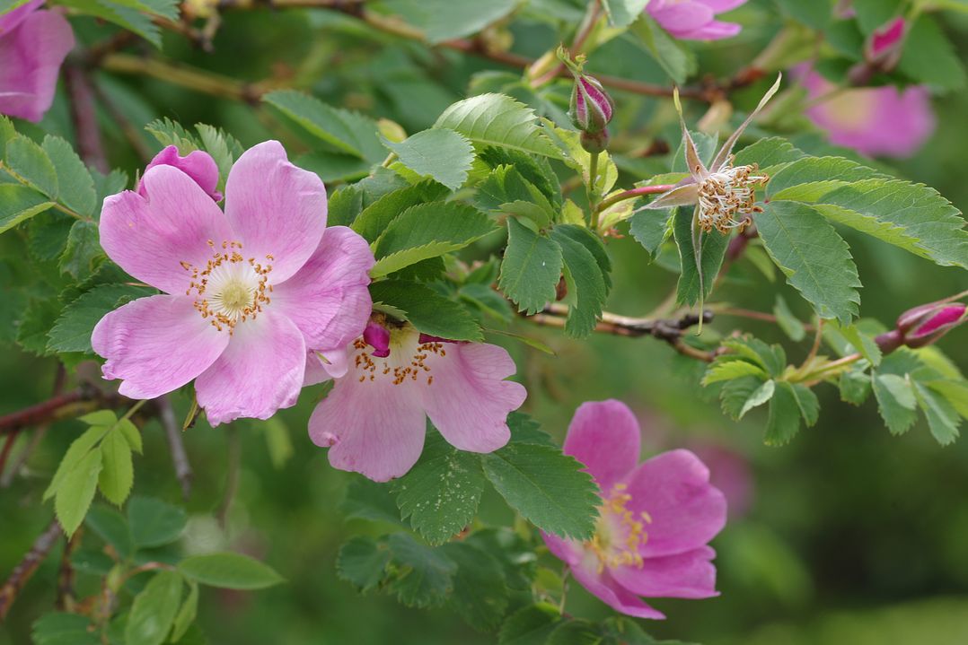 Изображение особи Rosa pendulina.