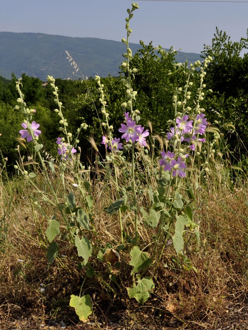 Изображение особи Alcea pallida.