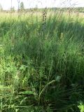 Veratrum maackii