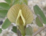 Vicia hybrida