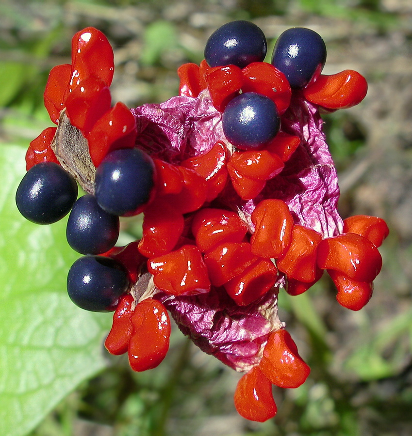 Image of Paeonia obovata specimen.