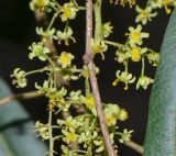 Searsia lancea