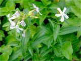 Saponaria officinalis. Верхушка цветущего растения. Украина, Ивано-Франковская обл., Болеховский горсовет, Поляницкий сельсовет, Поляницкий региональный ландшафтный парк, лиственное редколесье, среди кустарника. 14.09.2016.