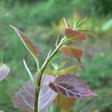 Populus tremula. Верхушка молодого растения. Амурская обл., Бурейский р-н, окр. с. Виноградовка, поляна с разнопородными деревьями. 17.07.2016.