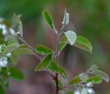 Amelanchier spicata. Верхушка ветви с молодыми листьями (самосев). Московская обл., Раменский р-н, окр. ж.-д. платформы Хрипань, просека под ЛЭП. 16.05.2017.