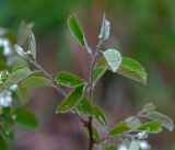 Amelanchier spicata