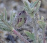 Papaver rhoeas