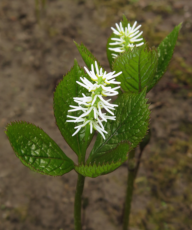 Image of Chloranthus quadrifolius specimen.